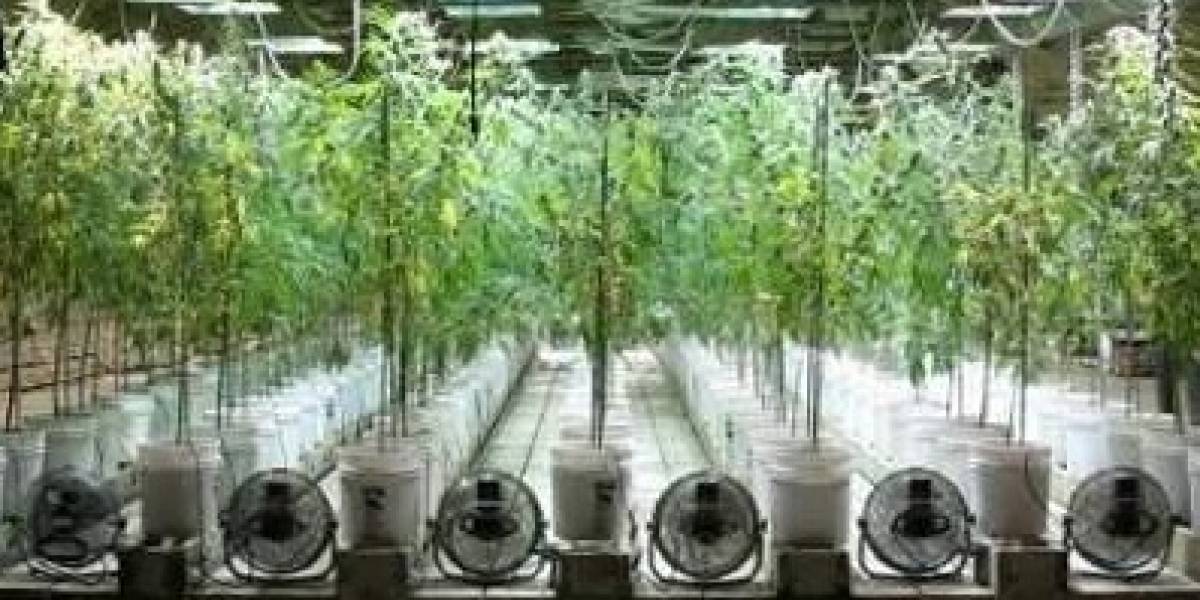 El consumo de marihuana es nocivo para… el medioambiente