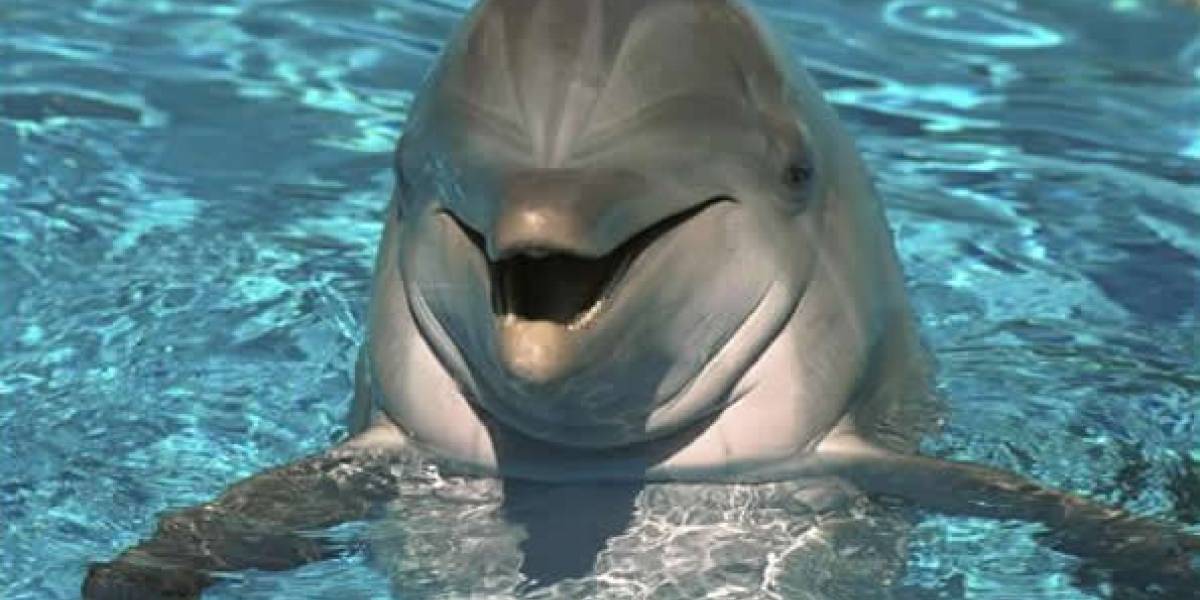 Si nadie te habla, prueba con los delfines mediante una máquina traductora