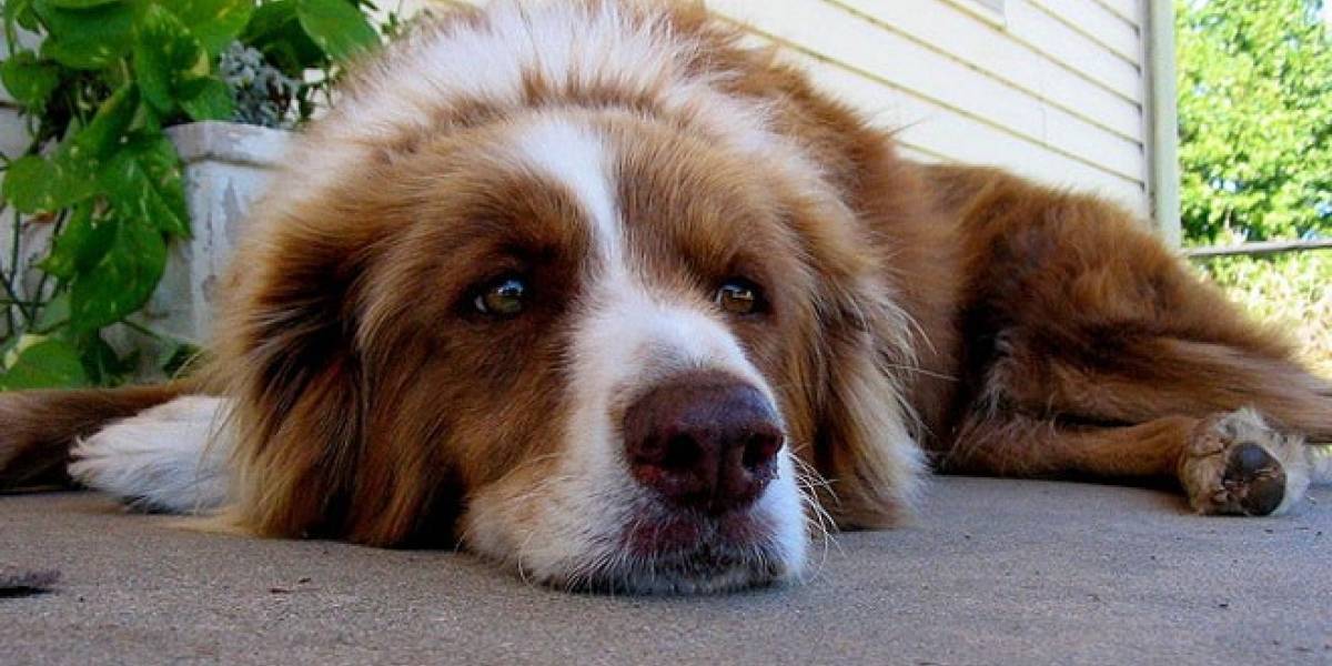 Fujitsu anuncia un sensor para controlar la salud de las mascotas desde el móvil