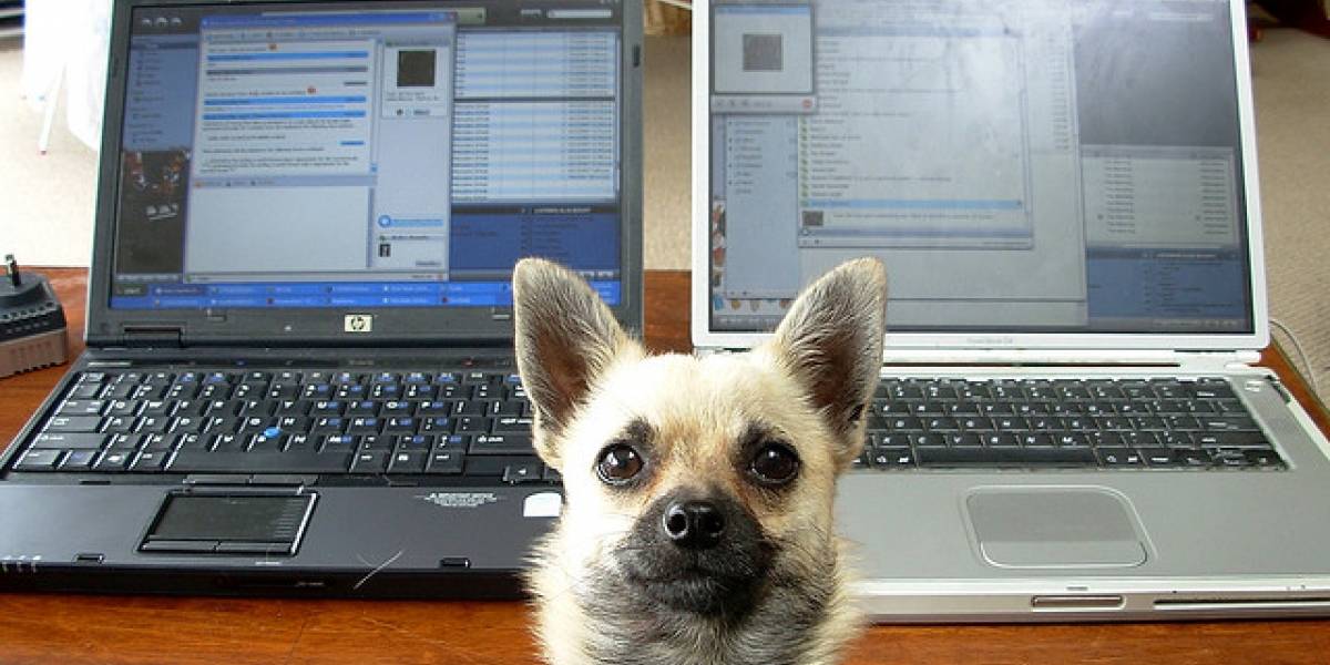 El perro ya no es el mejor amigo del hombre. Es el PC