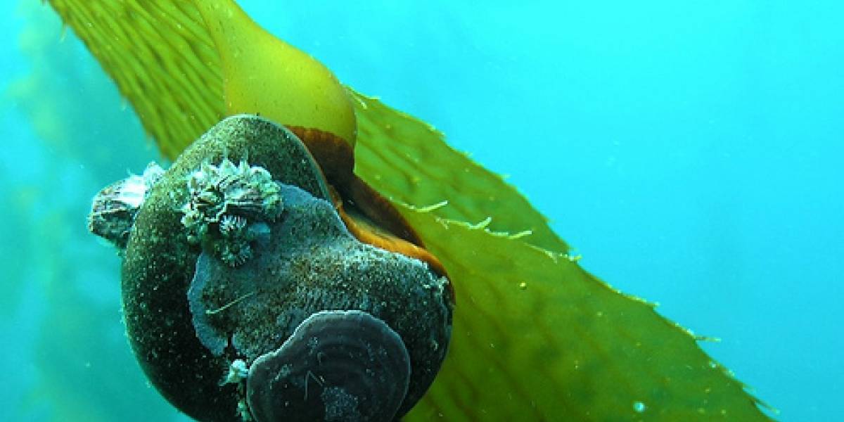 Los caracoles marinos tienen la llave para borrar tus peores recuerdos