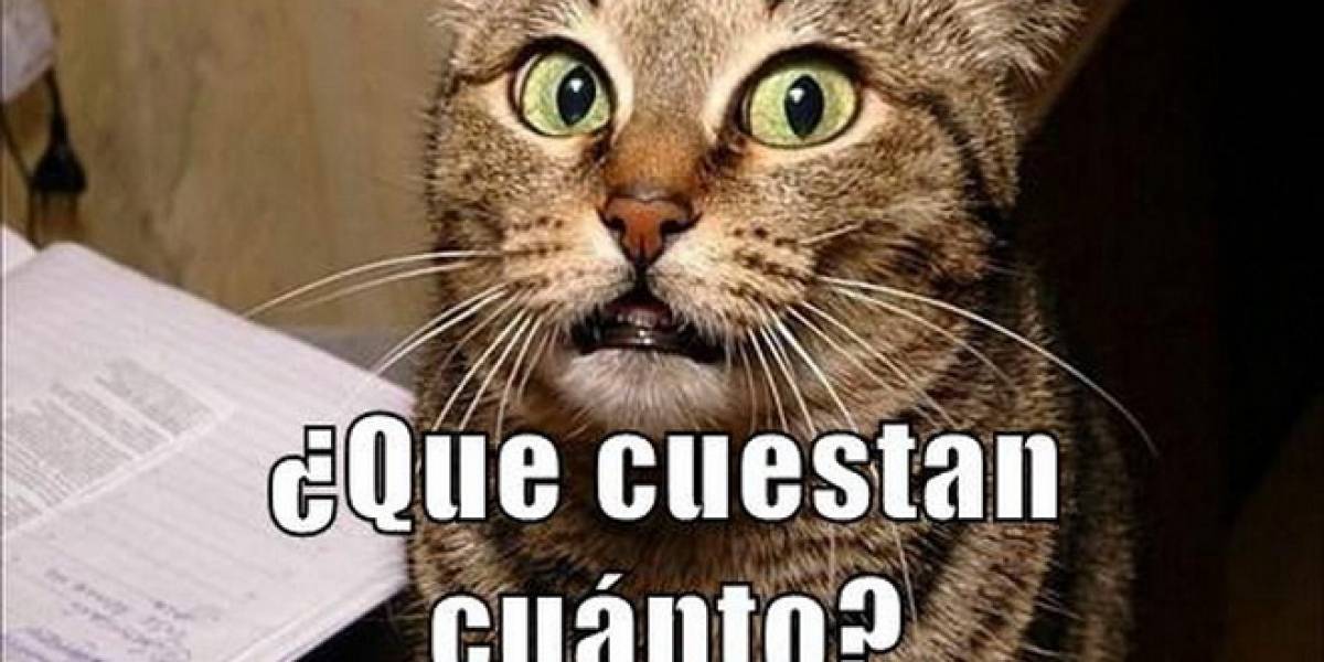 Crean audífonos únicos para gatos