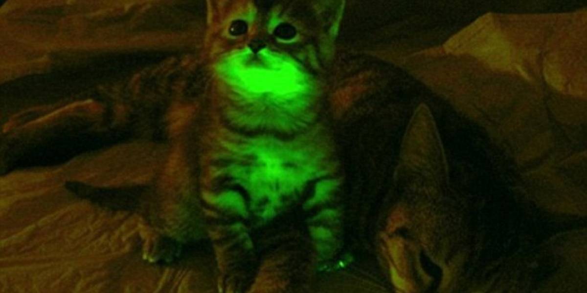 Este gatito fluorescente podría iluminar el camino hacia la cura del SIDA
