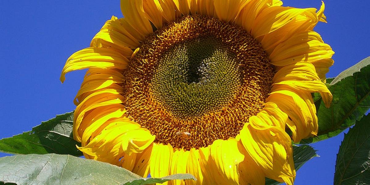 Girasoles: El nuevo método de limpieza para Fukushima