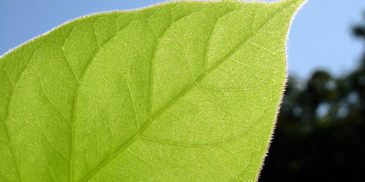 Laboratorio del MIT crea la primera hoja artificial estable