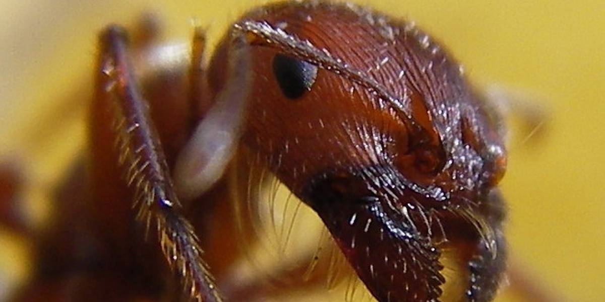 Estudio descubre que las hormigas y la Internet tienen mucho en común