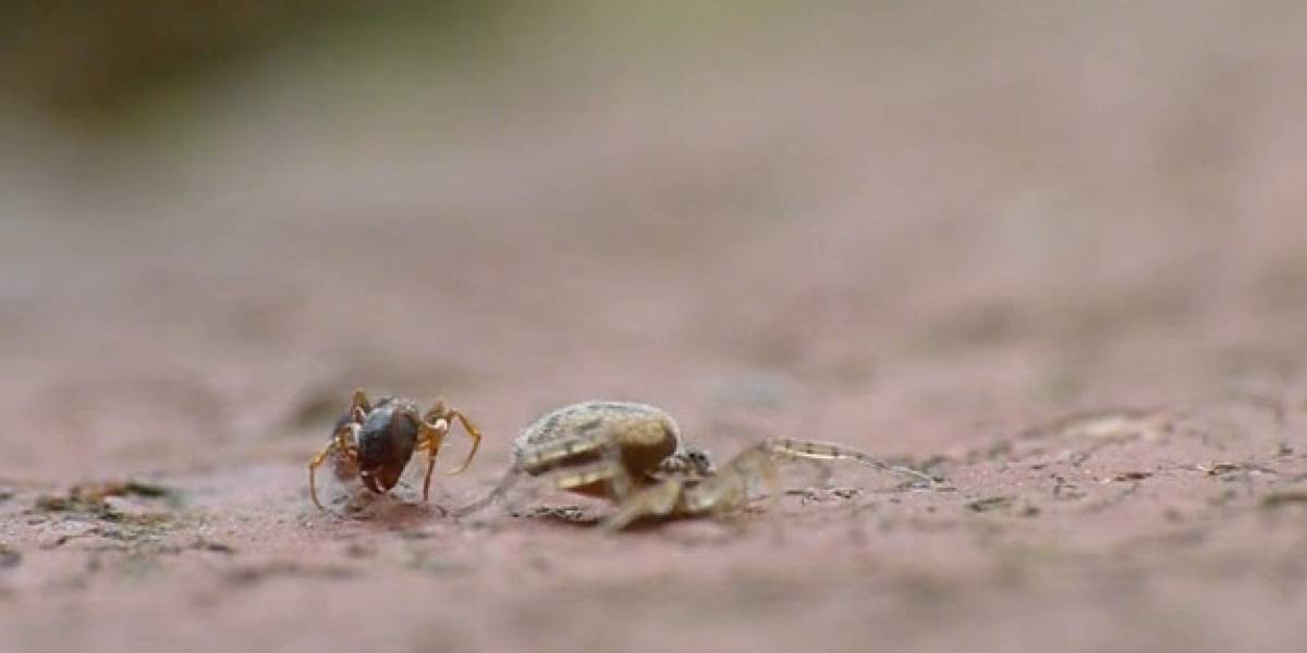 Video de Hormiga Vs. Araña con sorpresivo final