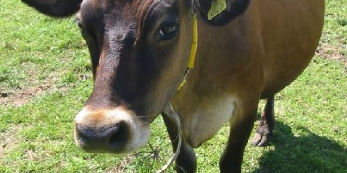 El agente causante de la enfermedad de las vacas locas se transmite por el aire