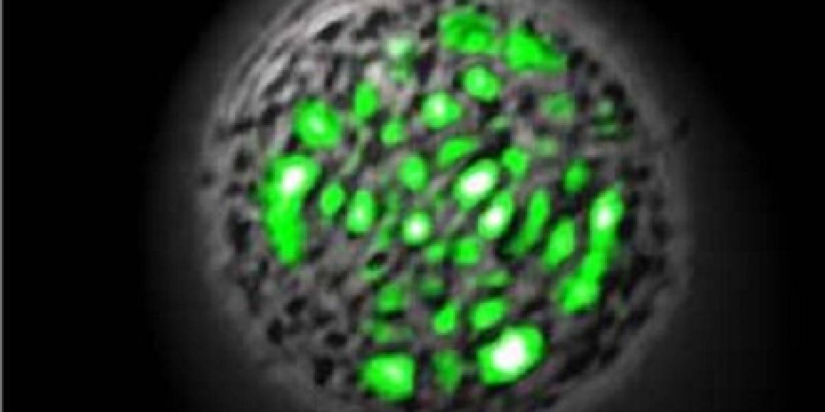 El primer “láser viviente” fue creado con célula humana y proteína de medusa