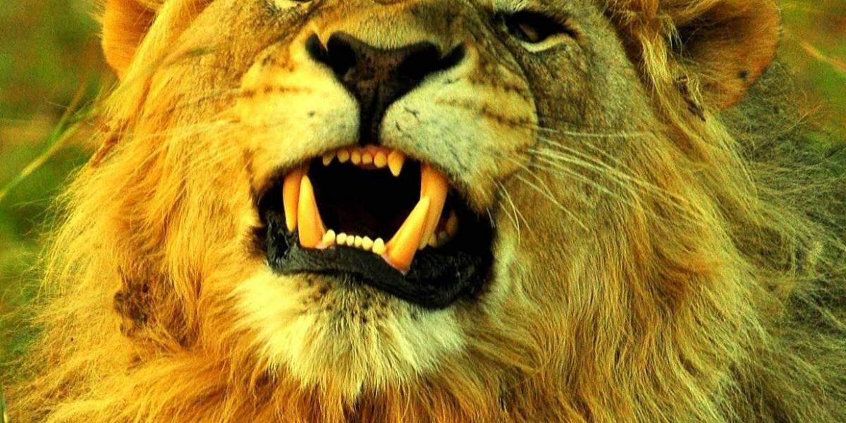 Lion ha sido descargado un millón de veces, según Apple