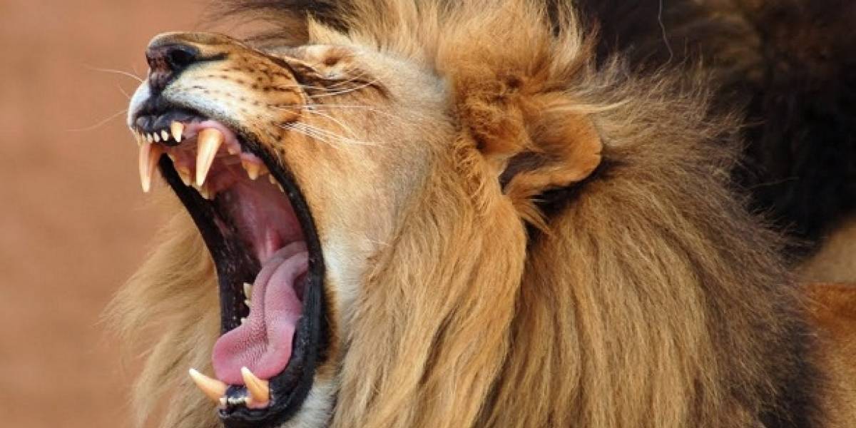 Futurología: Mac OS X Lion rugirá mañana acompañado del nuevo MacBook Air