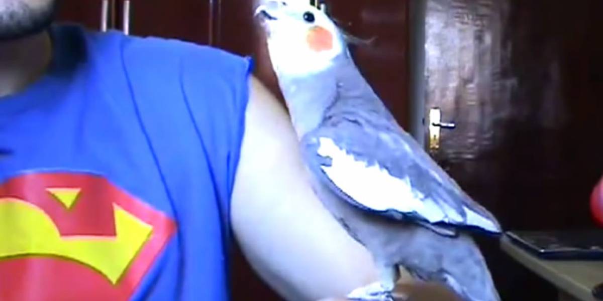 Un lorito canta la canción de Super Mario Bros.