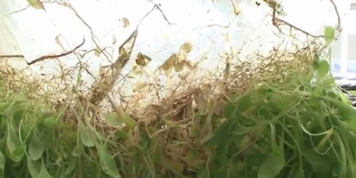Japoneses hacen crecer plantas sobre delgadas hojas de gel