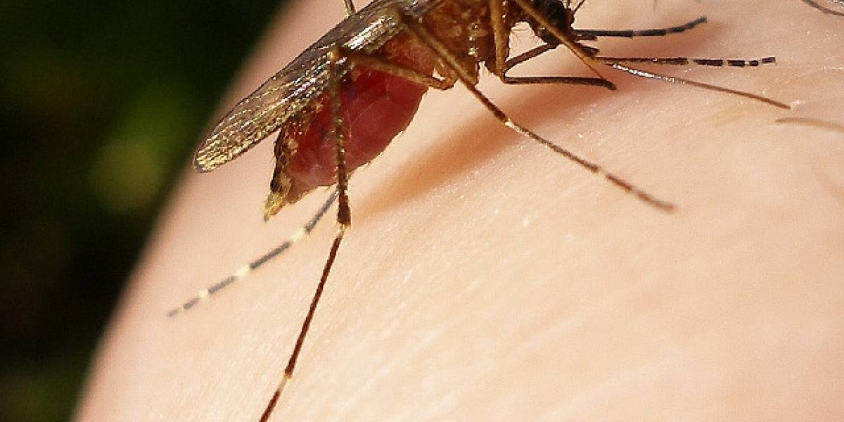 Brasileños usarán Twitter para rastrear el dengue