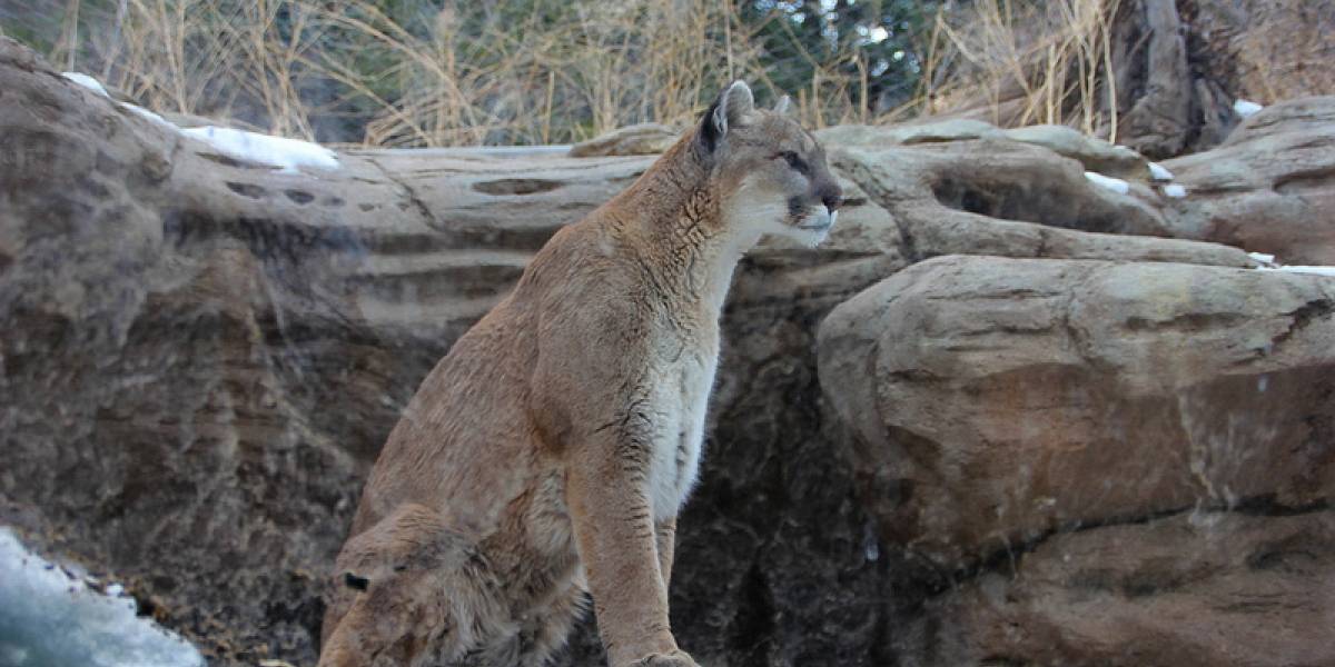 OS X Mountain Lion ya está en versión golden master