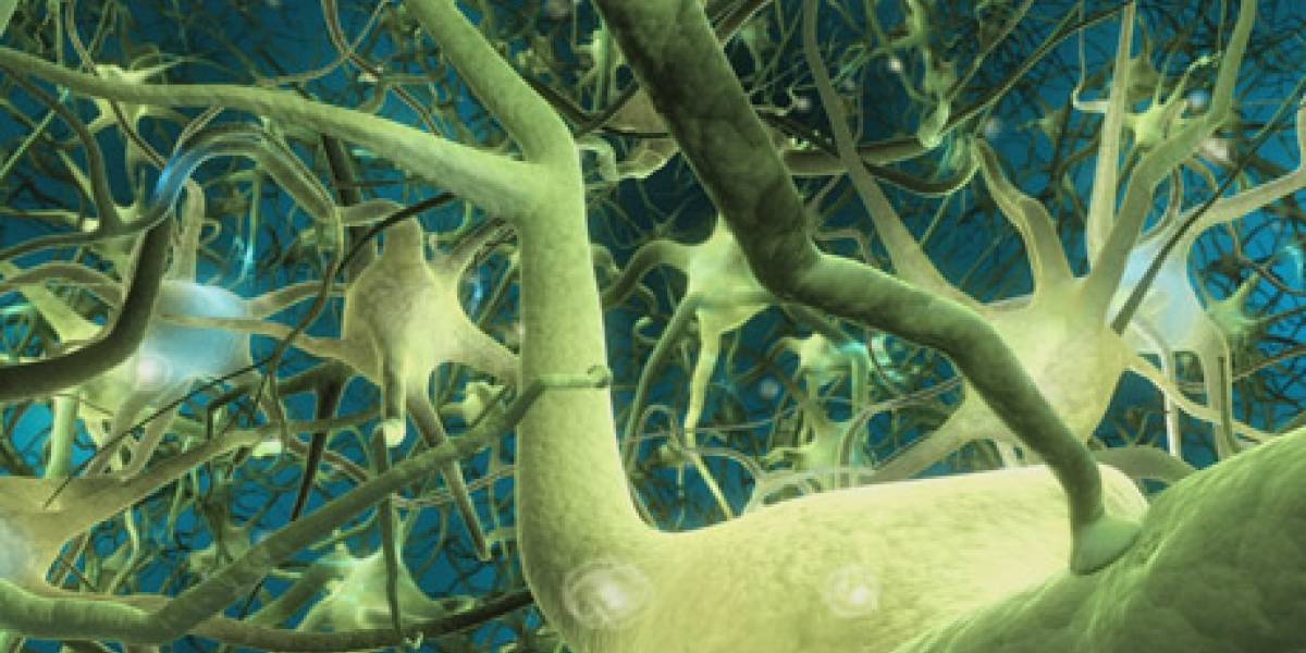 Científicos crean neuronas funcionales a partir de células de la piel humana