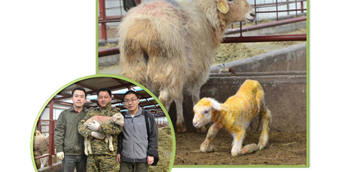 Nace primera oveja transgénica clonada y se encuentra en China