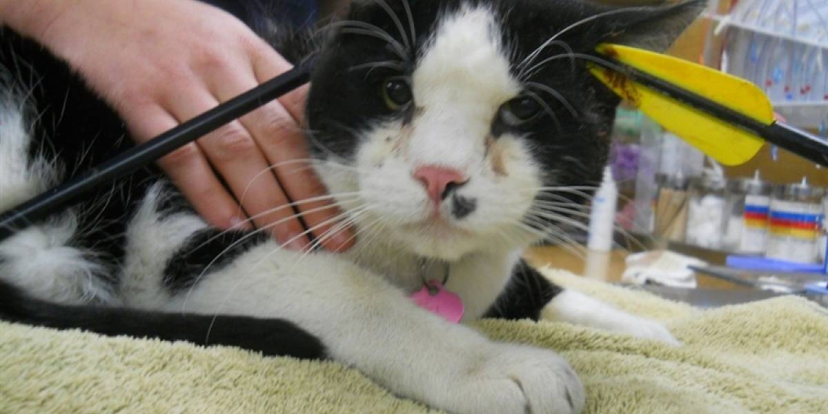Un gato es atravesado por una flecha en la cabeza y sobrevive