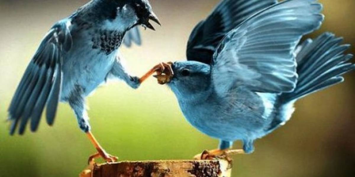 Twitter ya no muestra en su página la aplicación usada para postear un twit