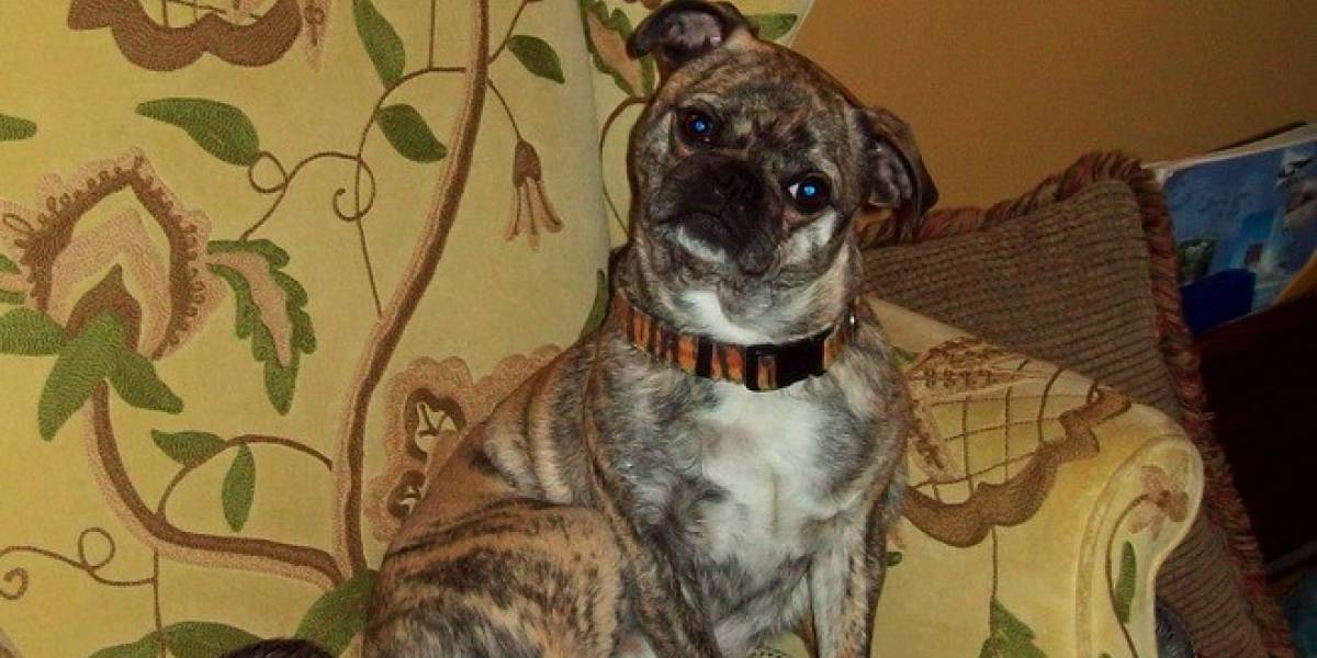 Averigua lo que piensa tu mascota con Cross Turner