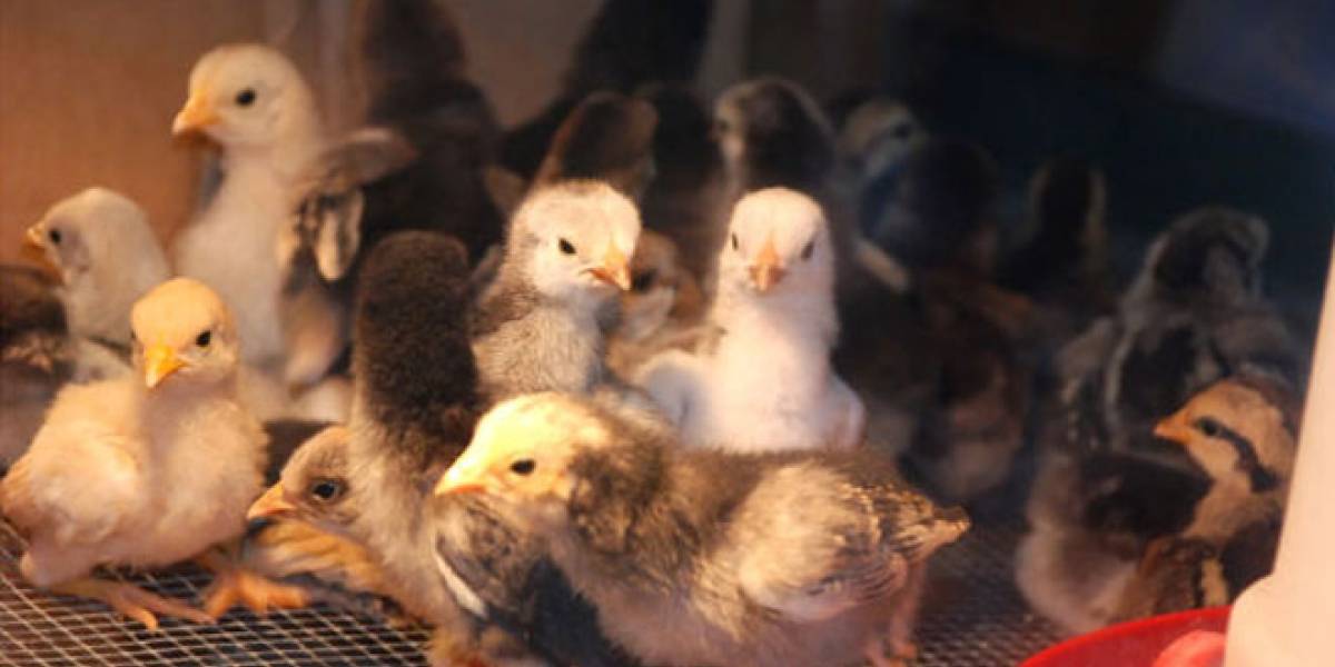 Desarrollan un biomaterial de uso industrial a partir de plumas de pollo