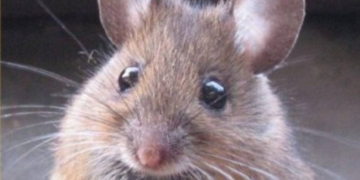Los ratones de tu entretecho están evolucionando para ser inmunes al veneno