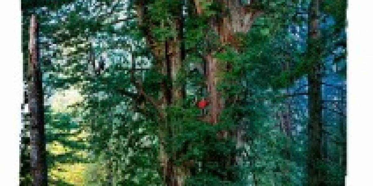 Crean una cámara para fotografiar un árbol de 92 metros