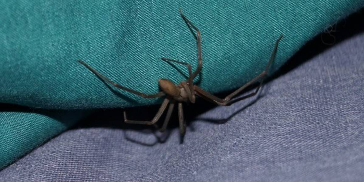 Descubren nueva especie de la letal araña violinista o de rincón en México