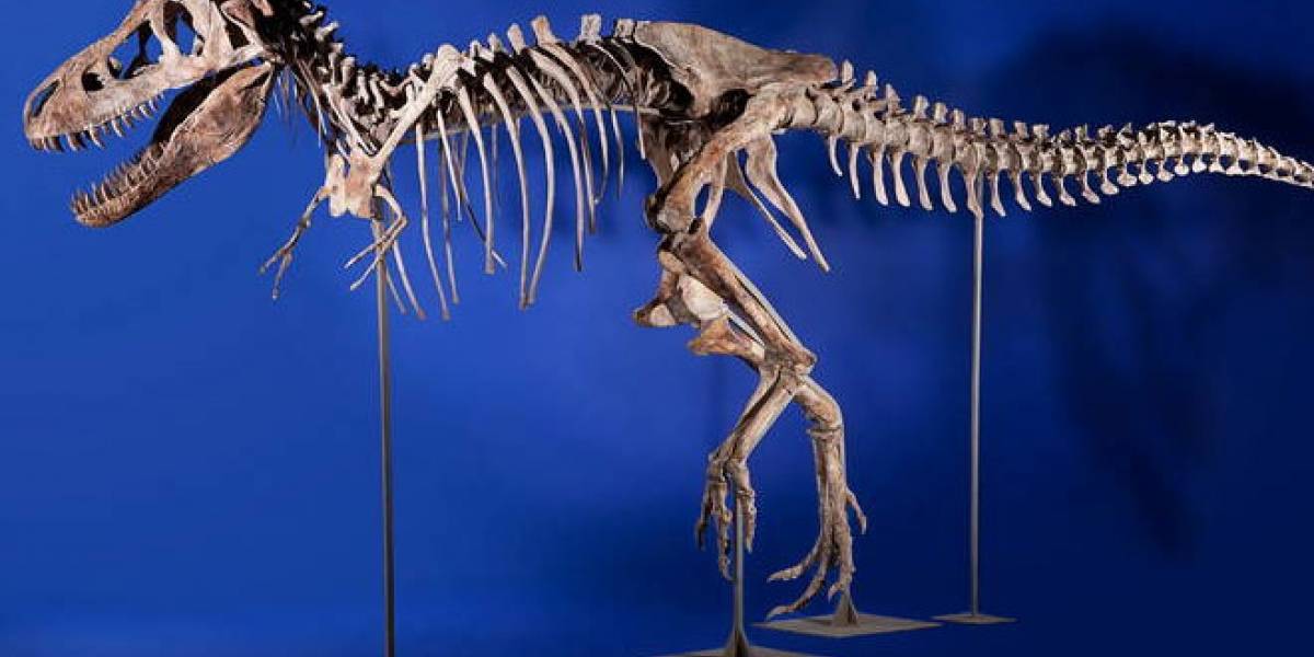 El esqueleto de un Tiranosaurio será subastado en Internet