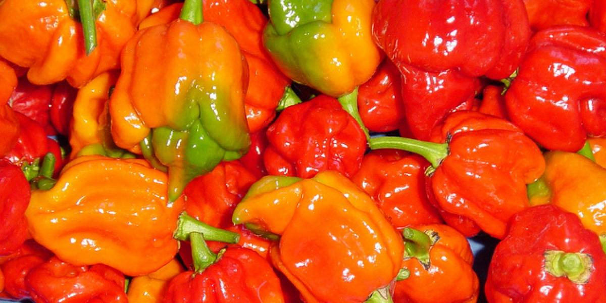 Australianos crean el ají más picante del mundo y es casi incomible