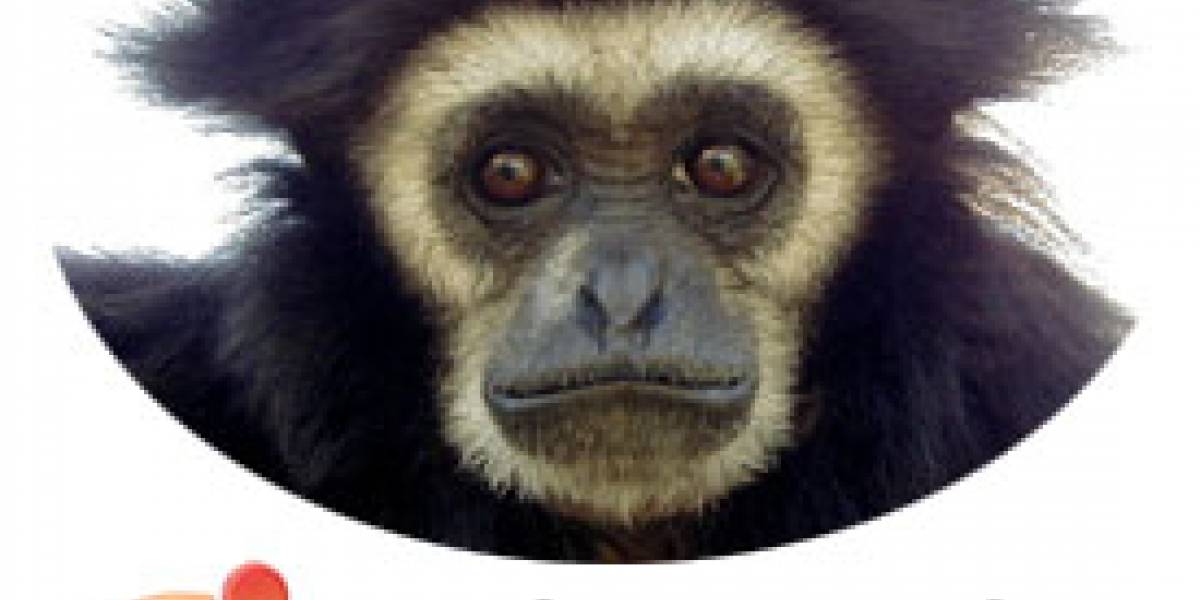 Los planes del nuevo Ubuntu 7.10: "Gutsy Gibbon"