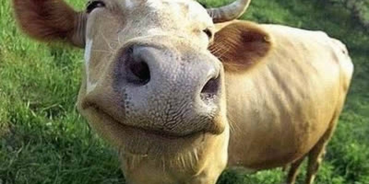 Irlandeses desarrollan método para saber qué comió la vaca que ahora tú vas a comer
