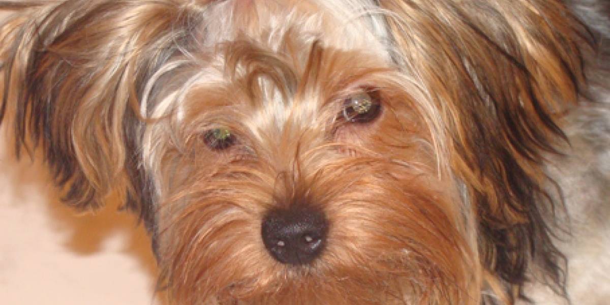 Desarrollan lentes intraoculares para perros
