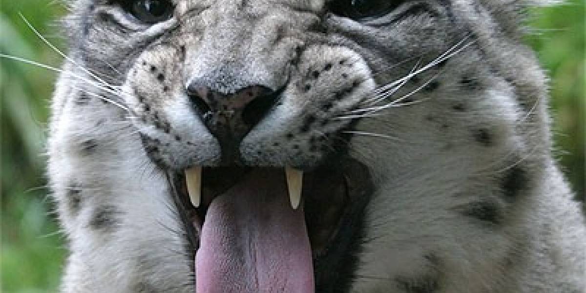 Apple reconoce bug en Snow Leopard finalmente