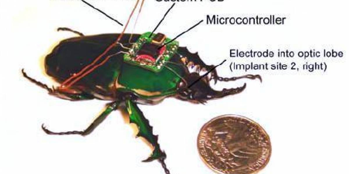 Ciborg-insectos de control remoto ya son una realidad