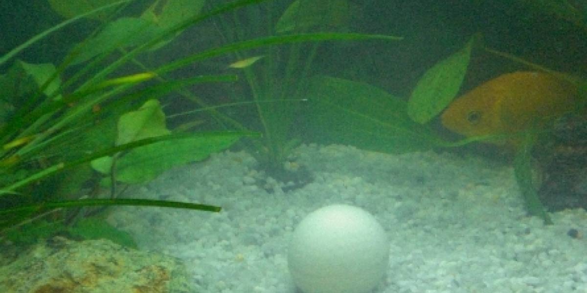 Pelota de golf ecológica se deshace en el agua