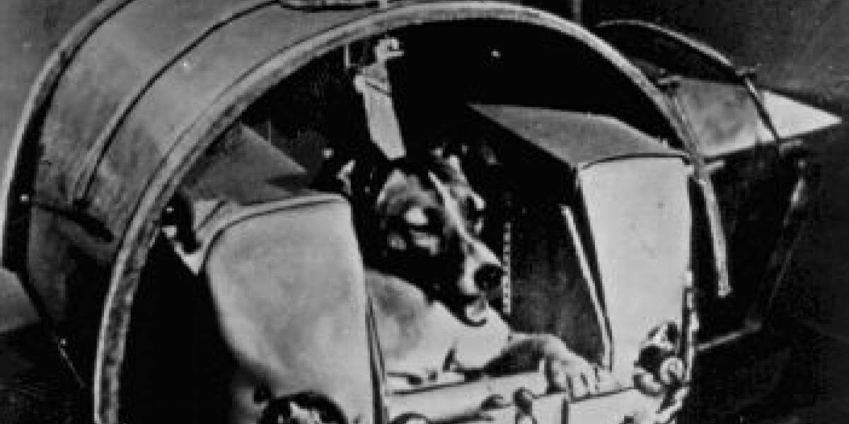 Hace 52 años el primer animal vivo orbitó la Tierra