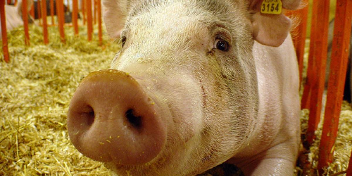 Científicos crean carne de cerdo en un laboratorio