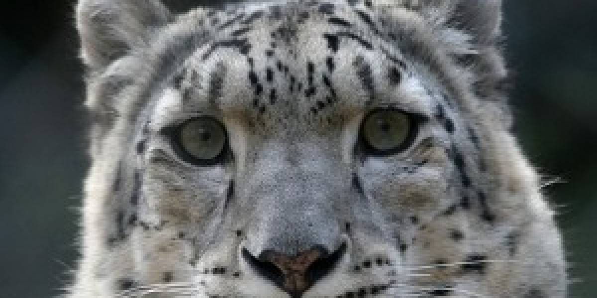Snow Leopard borraría todos los datos al iniciar sesión como invitado