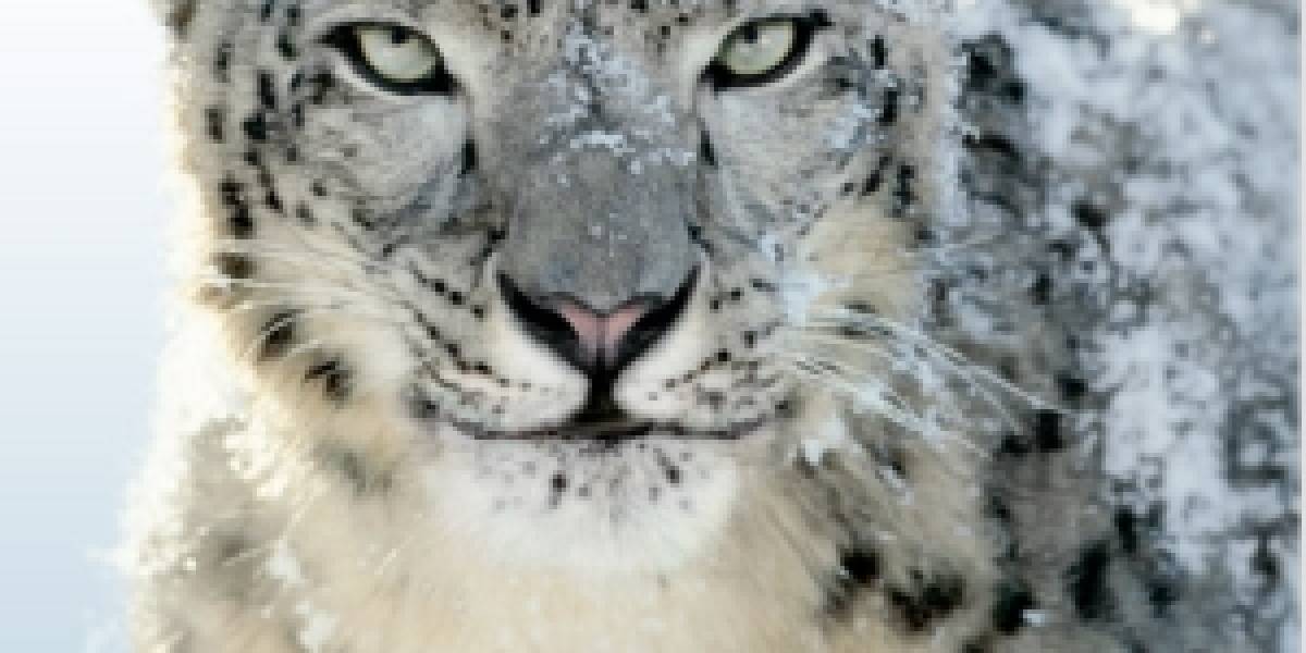 Snow Leopard sería más inseguro que Windows 7