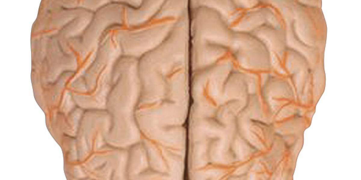 Estudio revela dos niveles de corrección de errores en cerebro