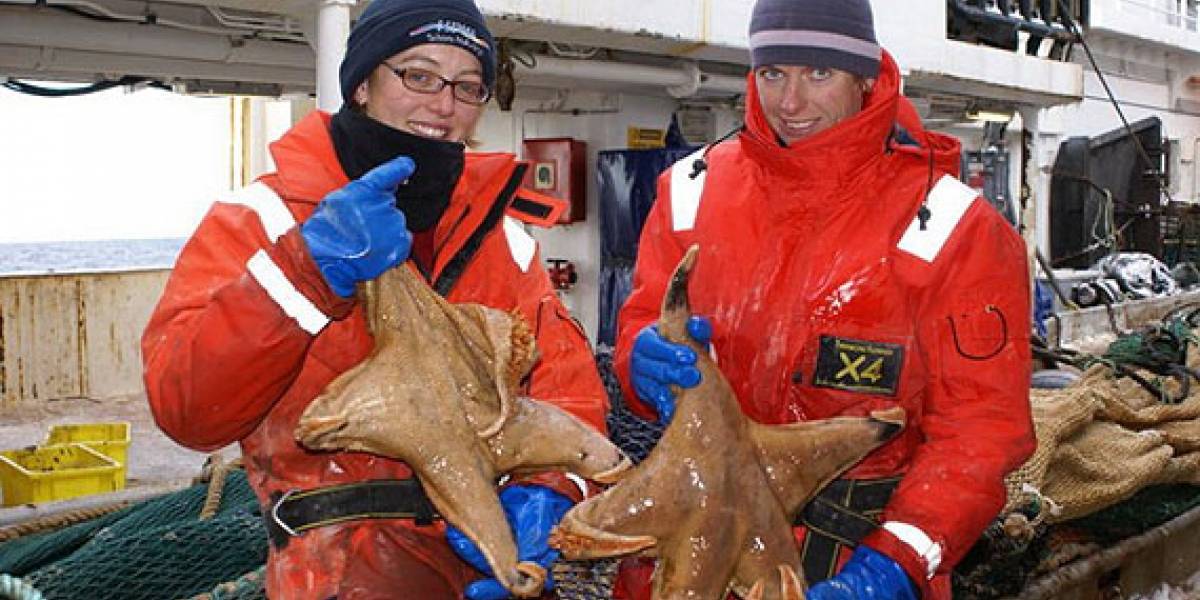 Descubren criaturas marinas gigantes en Antártica