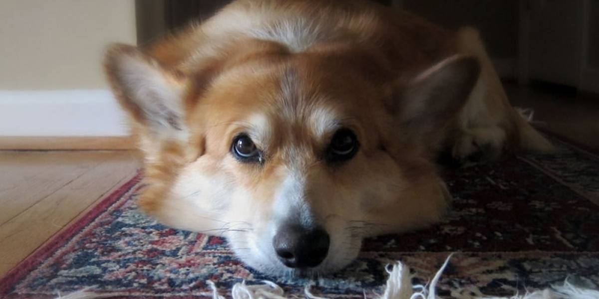 Celebra los 10 años de WoW con un Corgi