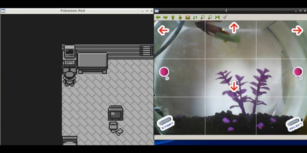 Mira a este pez jugar Pokémon en Twitch