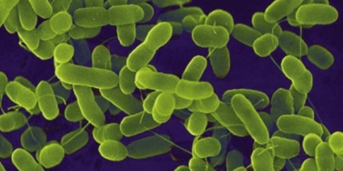 Bio-disco duro: Hasta 900 TB de almacenamiento por gramo