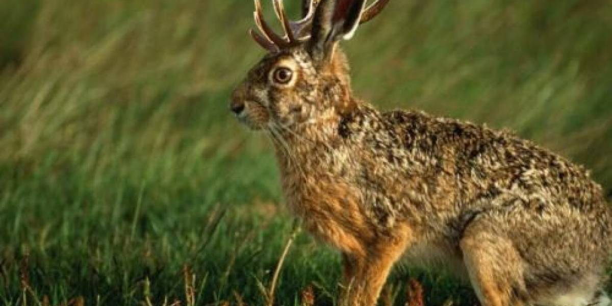 Jaunty Jackalope: El próximo paso de Ubuntu