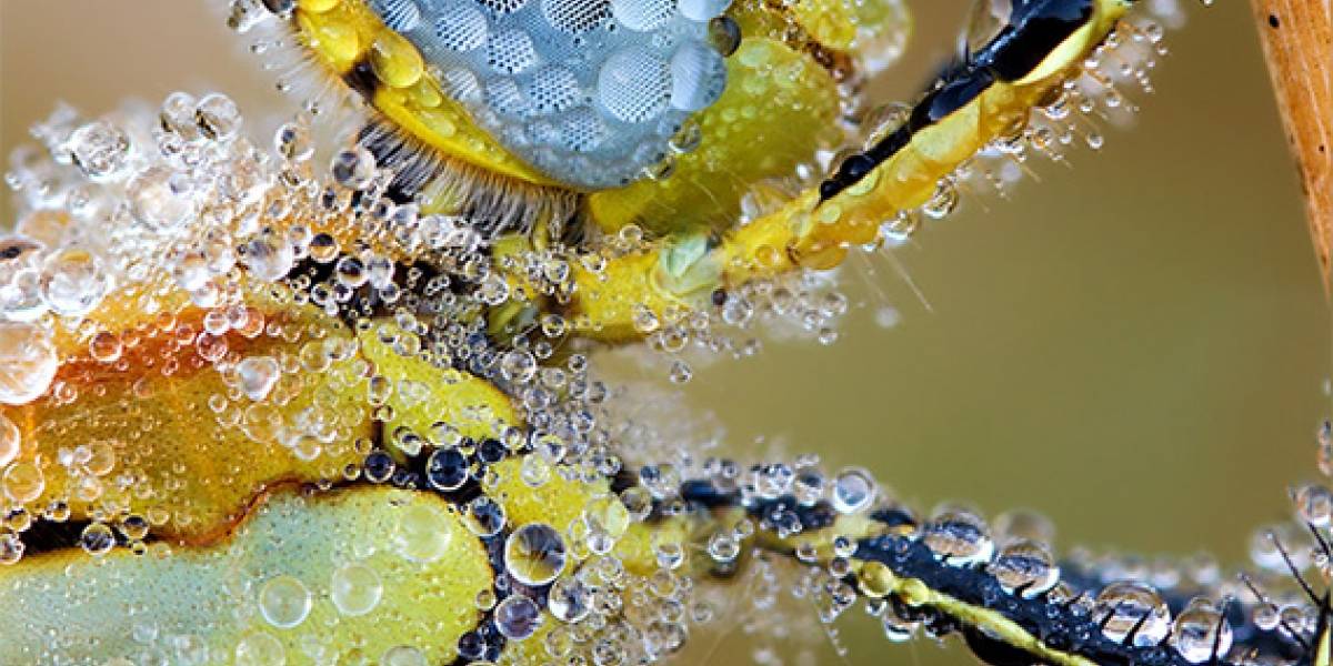 Imperdible: Libélula cubierta de agua