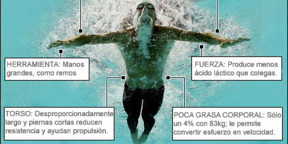 Analizando el cuerpo de Michael Phelps