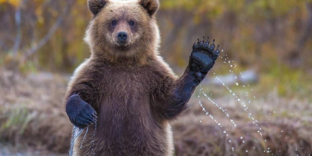 Buscan financiar simulador de osos en Kickstarter