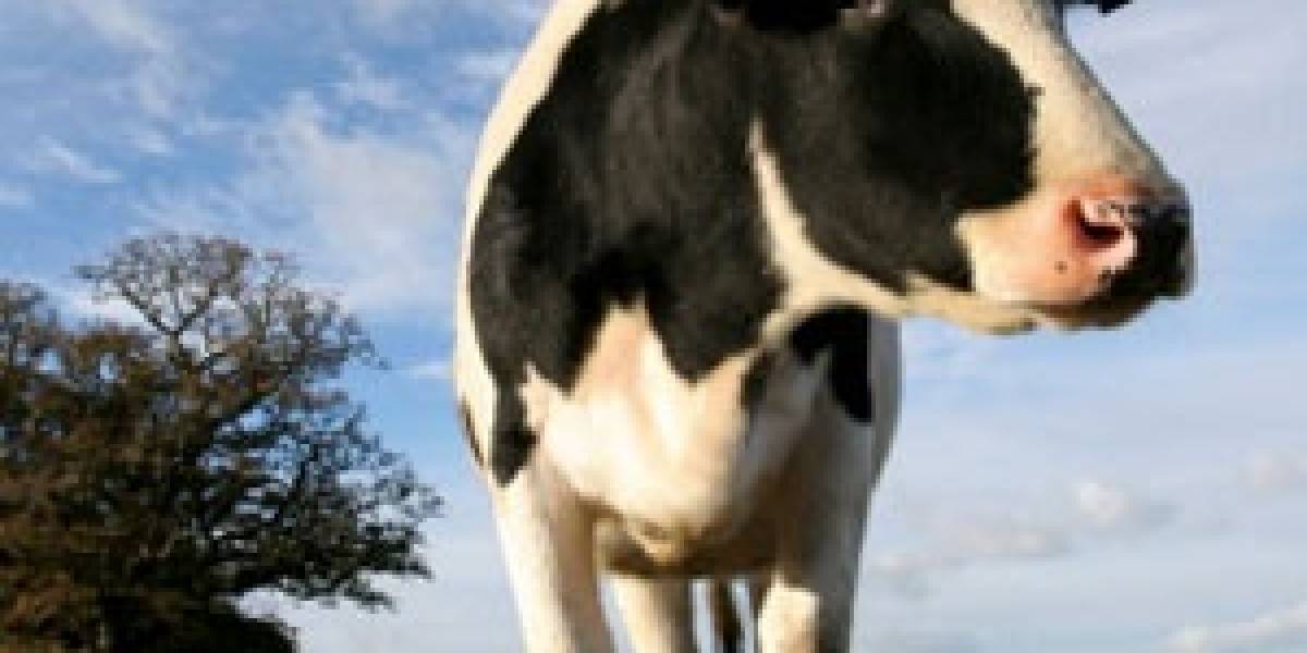 Vacas 2.0